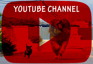 CANAL video ingles