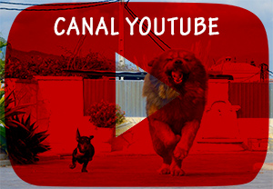 canal video