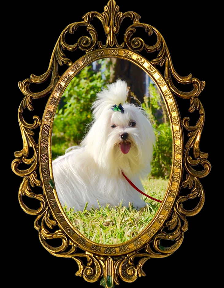 Bichón Maltés