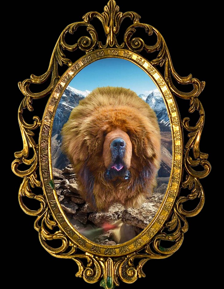 Dogo del Tíbet